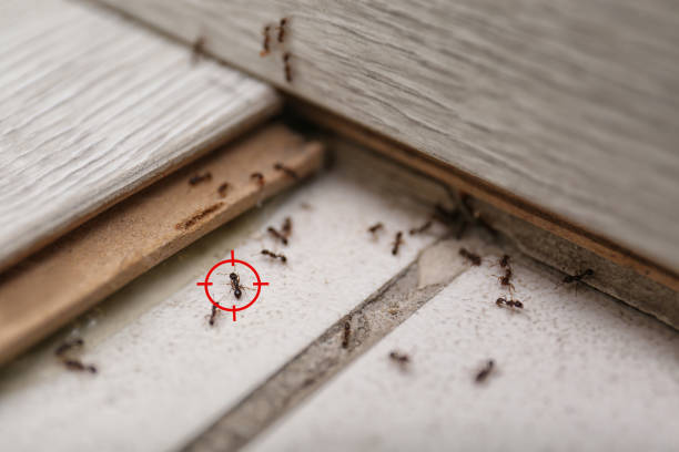 Best Affordable Pest Control Services  in Johnson City, TN