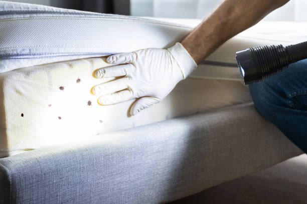 Best Pest Control Treatment  in Johnson City, TN
