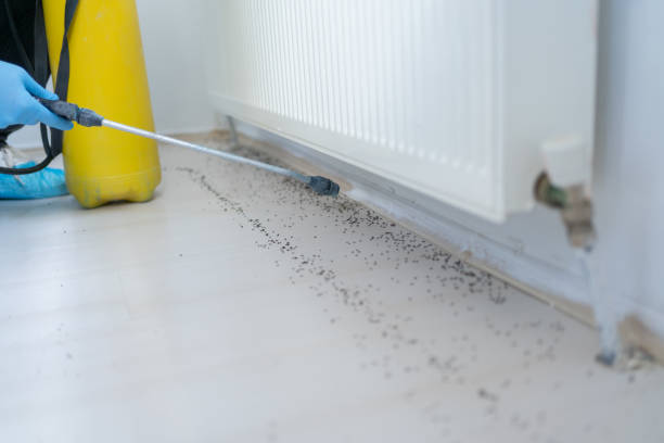 Best Pest Control Near Me in Johnson City, TN