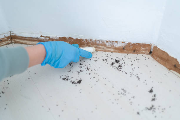 Best Pest Prevention Services  in Johnson City, TN